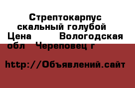 Стрептокарпус скальный голубой › Цена ­ 50 - Вологодская обл., Череповец г.  »    